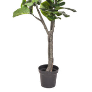 Élethű mű lantlevelű fikusz törzzsel és fényes, erezett levelekkel.