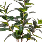 Mű Ficus Rubber cserje részletfotó fényes, nagyméretű levelekkel.