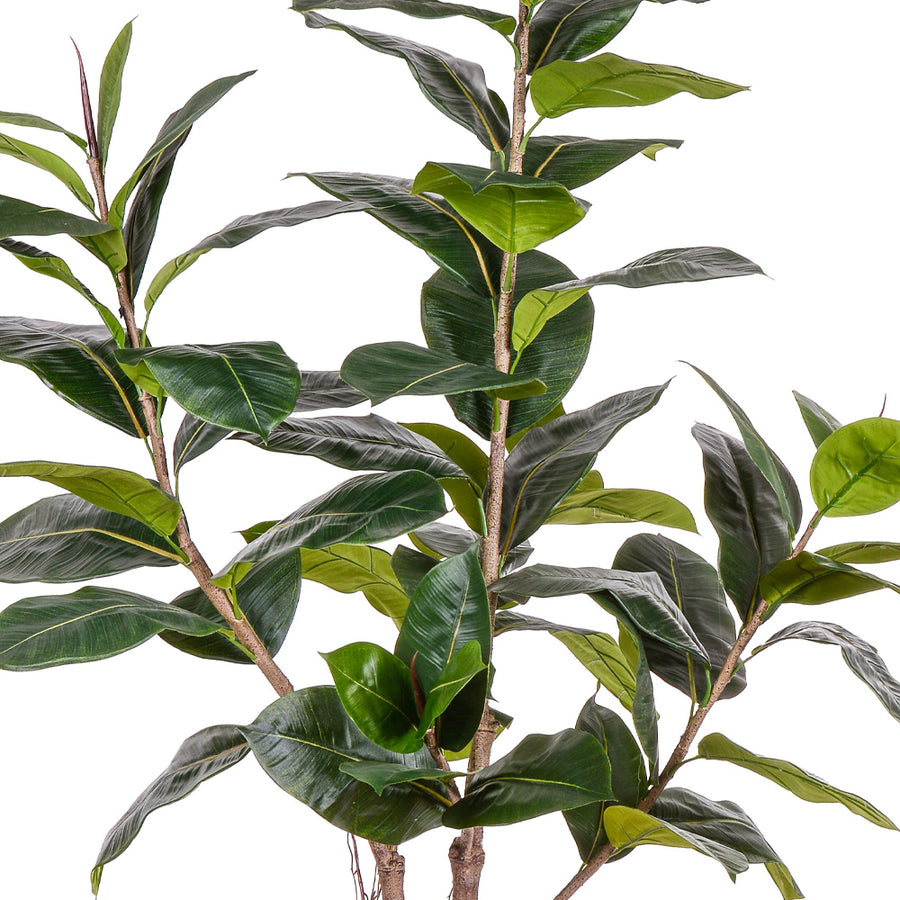 Mű Ficus Rubber cserje részletfotó fényes, nagyméretű levelekkel.