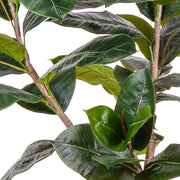 Élethű mű szobafikusz sötétzöld levelekkel és barna törzzsel.