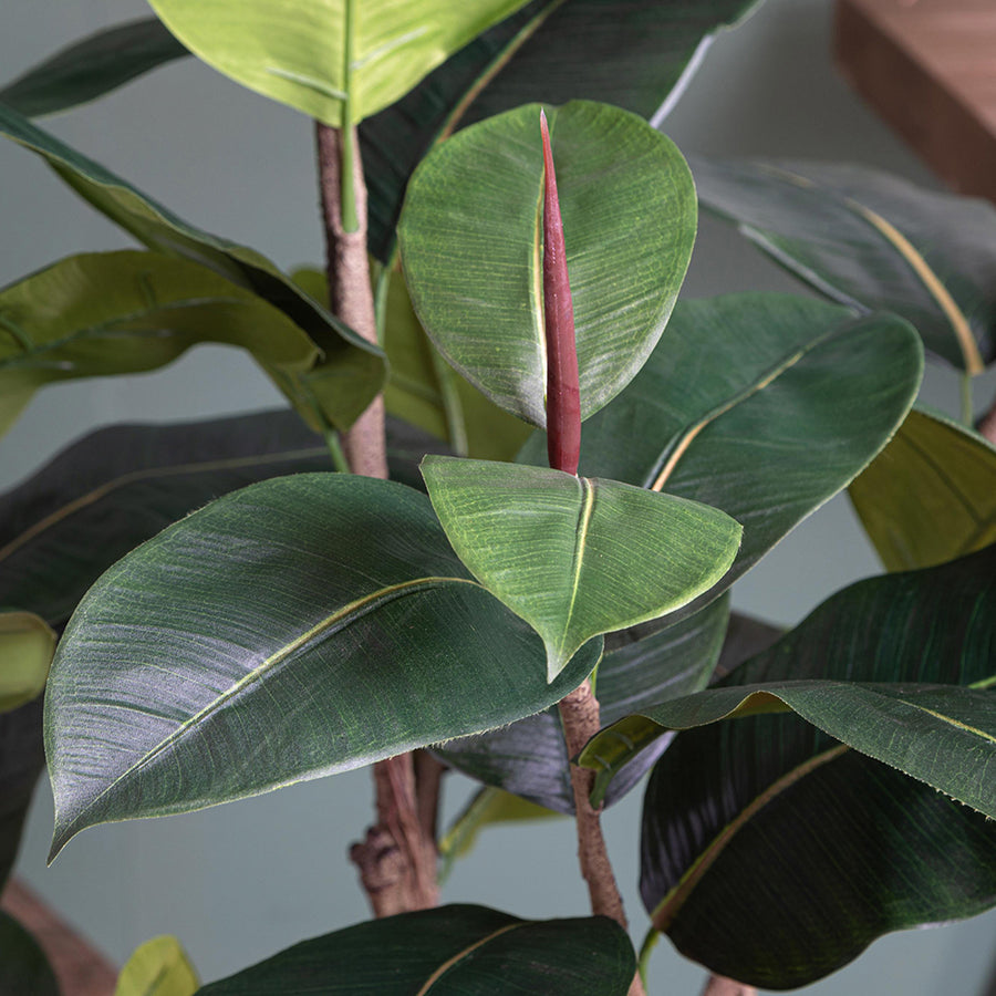 Mű szobafikusz növény fényes levelek közelről, élethű kidolgozással.