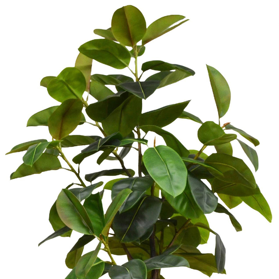 Élethű mű Ficus Rubber cserje 210 cm magasan, nagy fényes levelekkel.