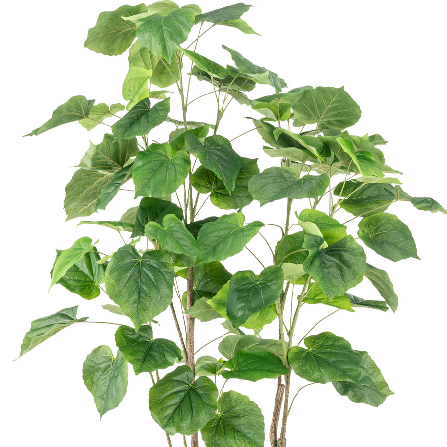FICUS mű fikusz fa légies lombkoronája világosabb és sötétebb zöld, hullámos szélű levelekkel.
