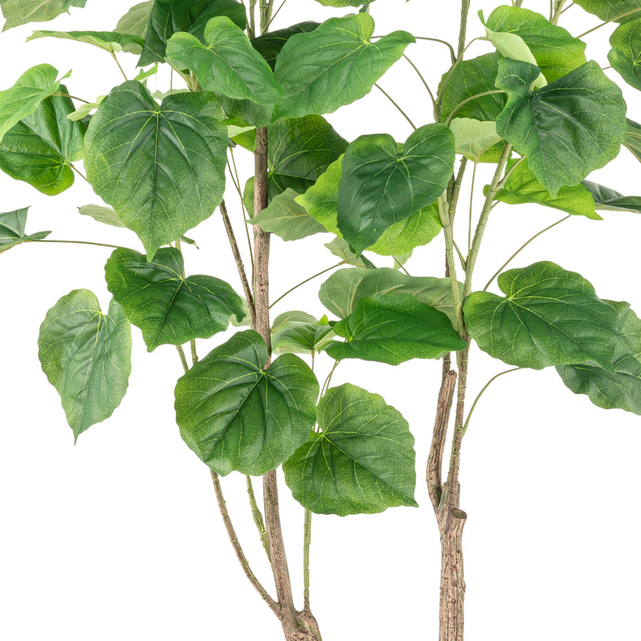 FICUS mű fikusz fa széles, részletgazdagon erezett zöld levelei és kéregmintás ágai közelről.