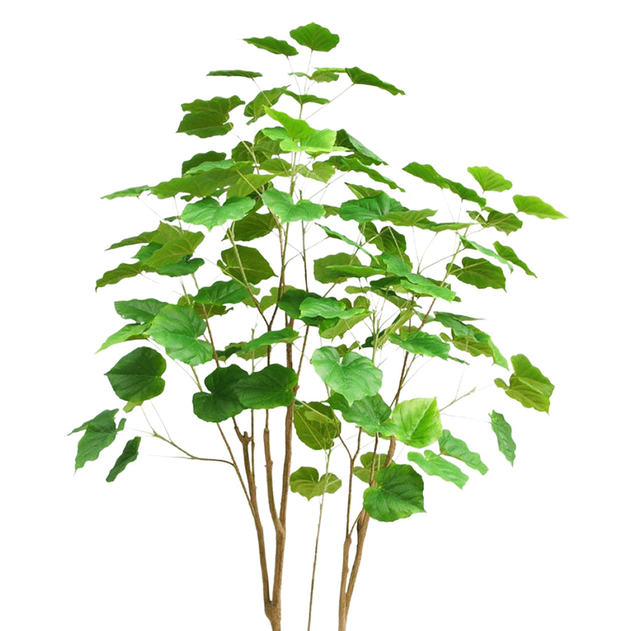 FICUS mű fikusz fa világosabb és sötétebb zöld, erezett levelei és légies ágrendszere közelről.
