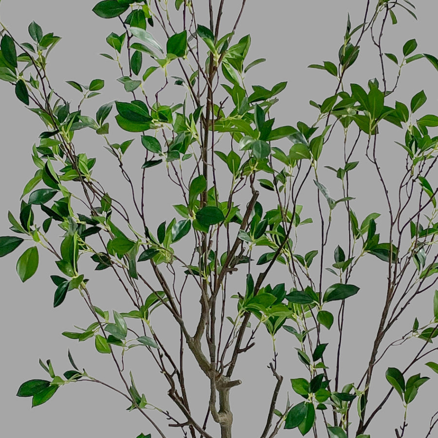 Friss üde zöld lombozatú, mű fikusz cserje műanyag kaspóban.