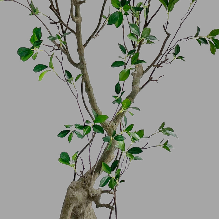 Friss üde zöld lombozatú, mű fikusz cserje műanyag kaspóban.