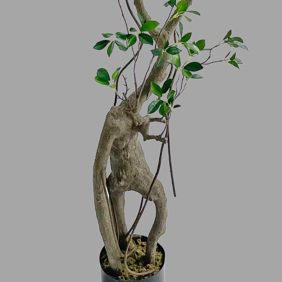 Friss üde zöld lombozatú, mű fikusz cserje műanyag kaspóban.