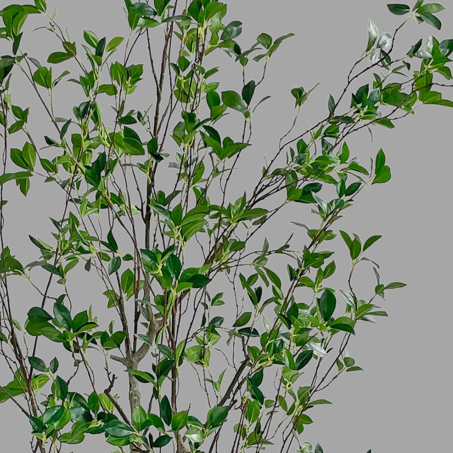 Friss üde zöld lombozatú, mű fikusz cserje műanyag kaspóban.