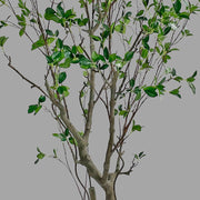 Friss üde zöld lombozatú, mű fikusz cserje műanyag kaspóban.