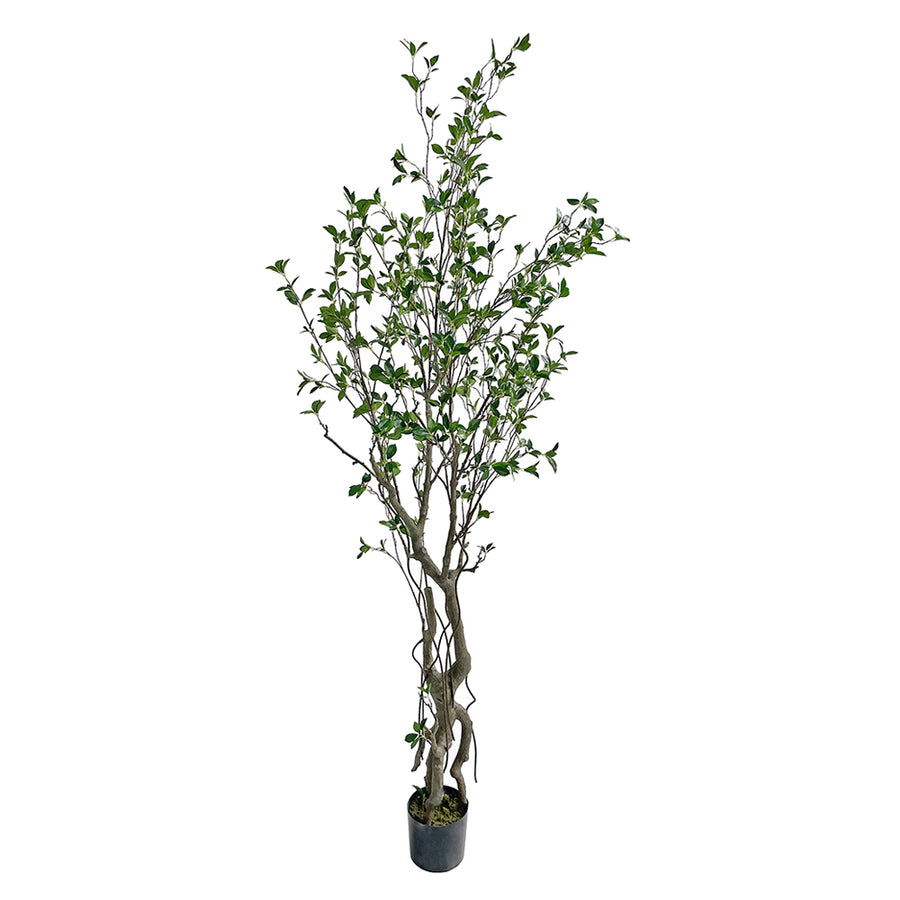 Friss üde zöld lombozatú, mű fikusz cserje műanyag kaspóban.