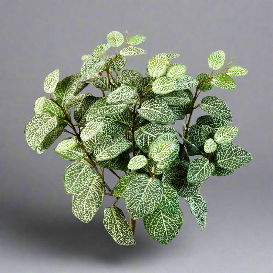 Fittonia mű hálóslevél bokor – természetes hatású zöld növény fehér erezettel.