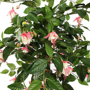 Mű fukszia fa levelei és rózsaszín virágai közelről.