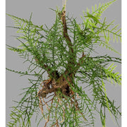 Függeszthető kialakítású, aszparágusz műnövény dekoráció.