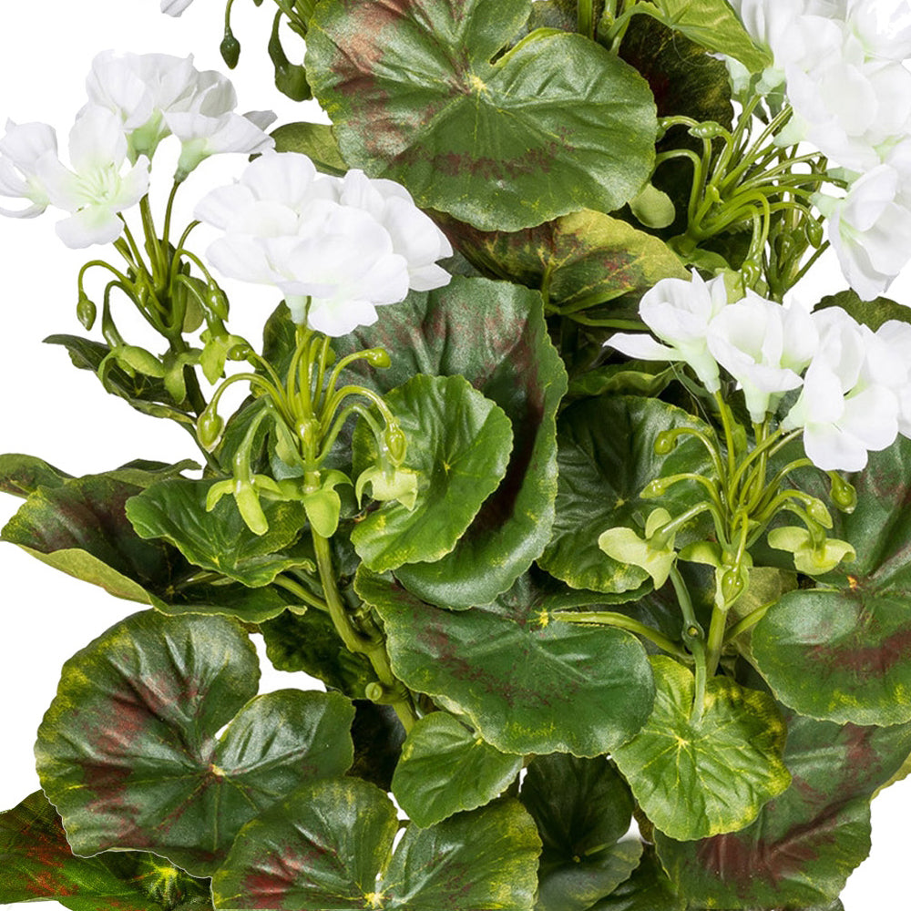 élethű fehér mű muskátli közelről 26 levéllel és részletgazdag virágokkal