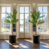 270 cm magas mű ginkgo fák elegáns kaspókban világos, klasszikus enteriőrben