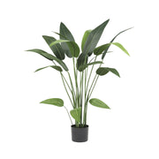 HELICONIA zöld mű rákollóvirág 110 cm fekete cserépben, karcsú szárakkal és élethű zöld levelekkel