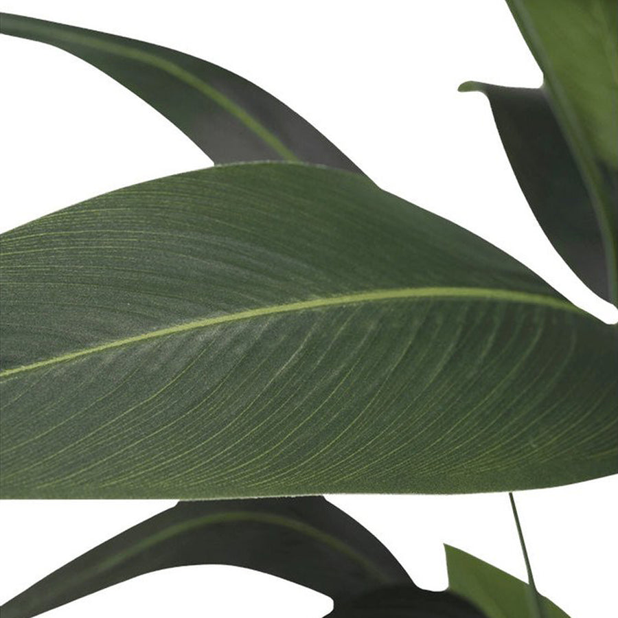 Heliconia mű rákollóvirág leveleinek közelről fotózott részlete, természetes erezetmintával