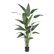 HELICONIA zöld mű rákollóvirág 160 cm fekete cserépben, magas szárakkal és élethű zöld levelekkel