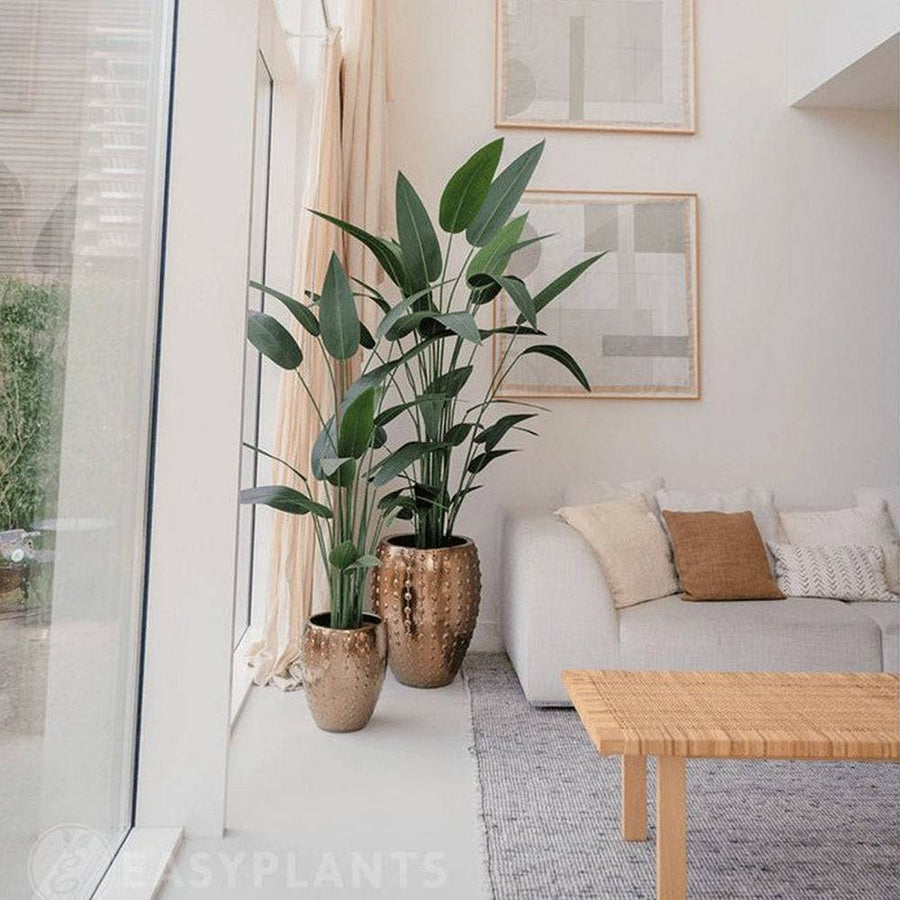 Modern nappaliban elhelyezett Heliconia mű rákollóvirág dekoratív kaspóban, elegáns belső térben