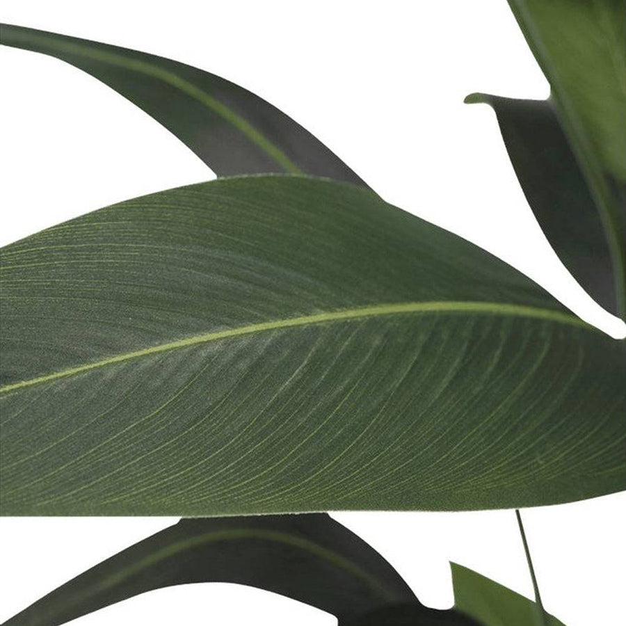 Heliconia mű növény leveleinek közelről fotózott részlete, élethű erezetmintával