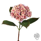 Barackszínű mű hortenzia zöld levelekkel, fehér háttér előtt.