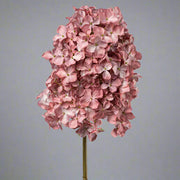 Élethű hortenzia virág fáradt pink színben, neutrális világosszürke háttéren