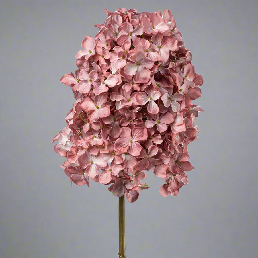 Élethű hortenzia virág fáradt pink színben, neutrális világosszürke háttéren