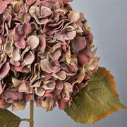 Közelkép a részletgazdag hortenzia virágfejről, patinás fáradtmályva színben és enyhén sárgult levelekkel