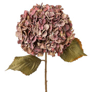 Fáradtmályva színű hortenzia művirág ág, zöldesbarna levelekkel, fehér háttér előtt – Hydrangea kollekció