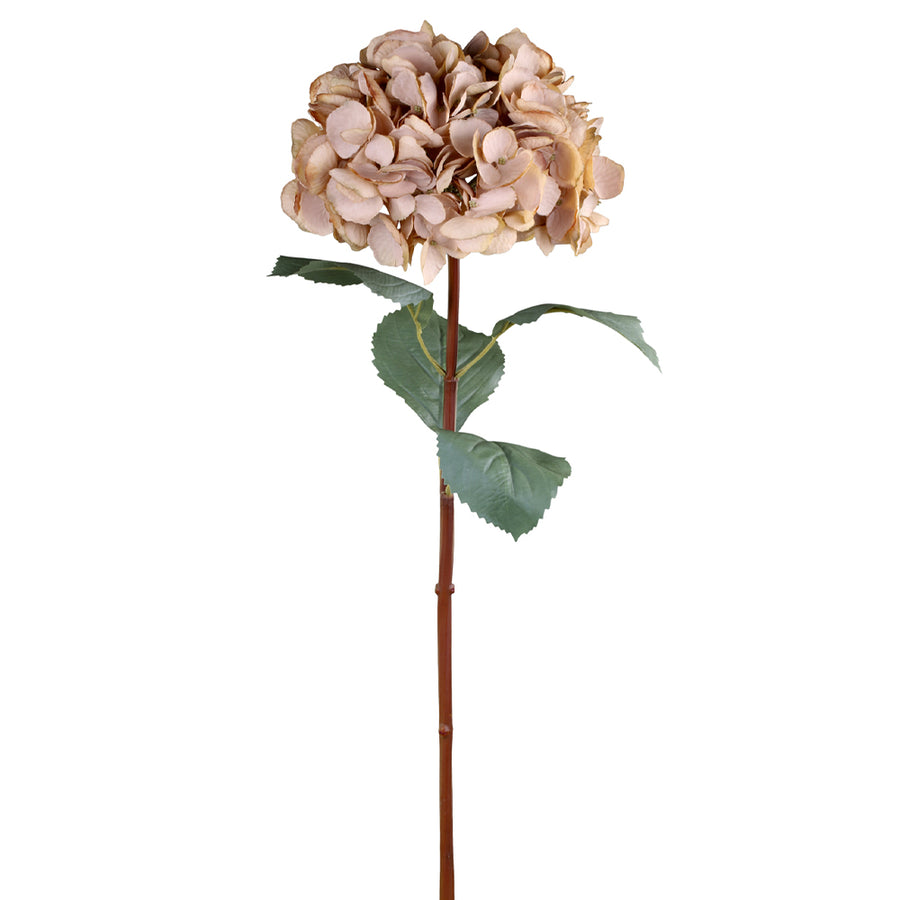 Teljes hosszában látható hortenziaág fáradt púder árnyalatban