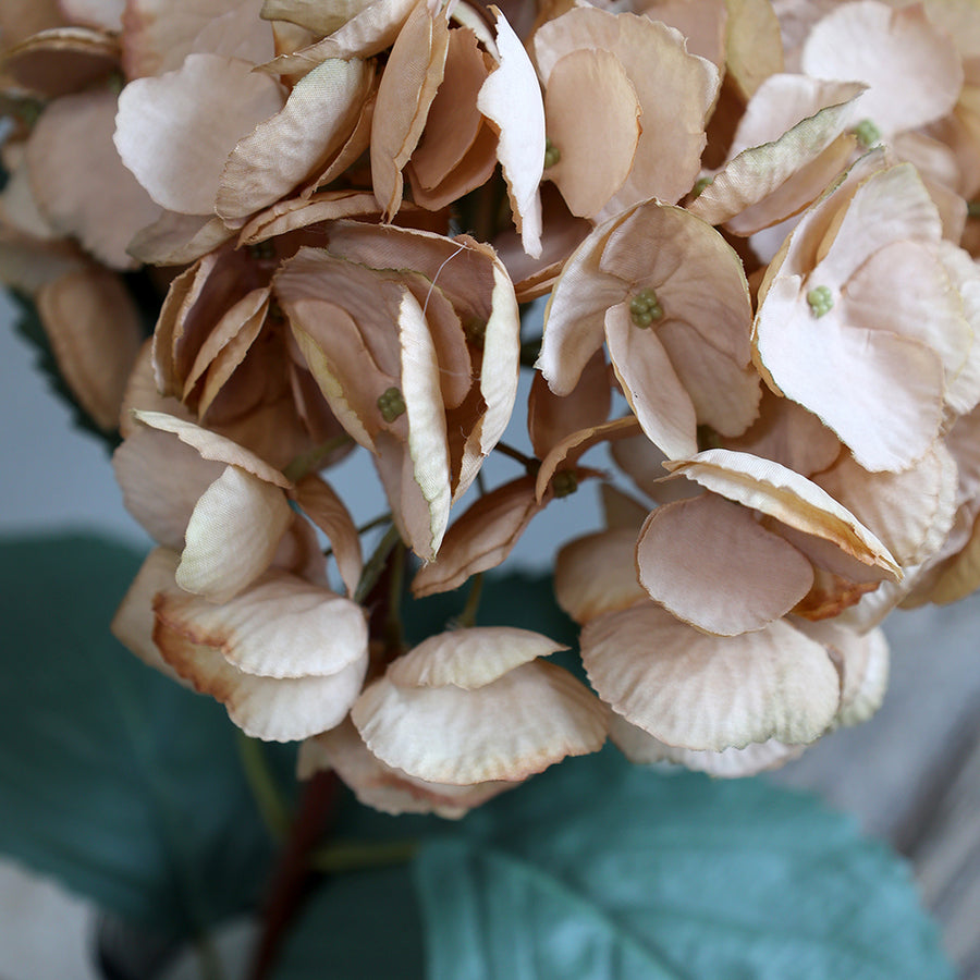 Hortenzia virágfej közelről, részletes textúrával