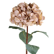 Fáradt púder színű mű hortenzia ág zöld levelekkel, fehér háttér előtt