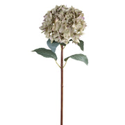 Teljes hortenzia ág hosszú szárral és zöld levelekkel, semleges háttérrel.