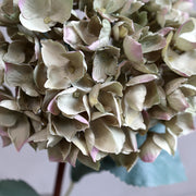 Makrófelvétel fáradtzöld mű hortenzia szirmairól, finom rózsás tónusokkal.