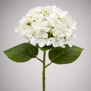 Élethű fehér hortenzia dús virágfejjel és zöld levelekkel szürke háttéren