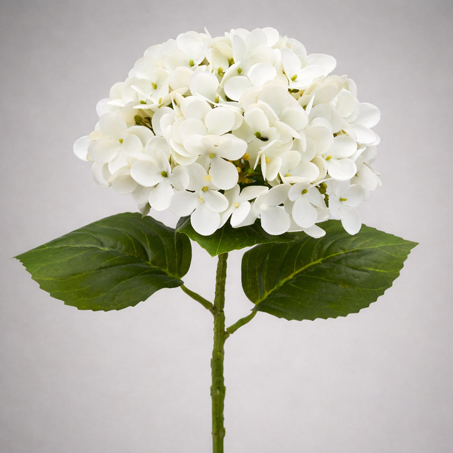 Élethű fehér hortenzia dús virágfejjel és zöld levelekkel szürke háttéren