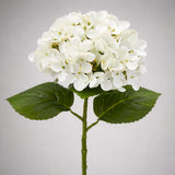 Élethű fehér hortenzia dús virágfejjel és zöld levelekkel szürke háttéren