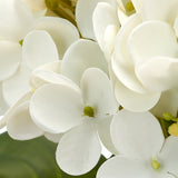 Real touch fehér hortenzia szirmok részletgazdag közelképe