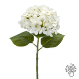 Fehér mű hortenzia 60 cm real touch hatású szirmokkal fehér háttéren