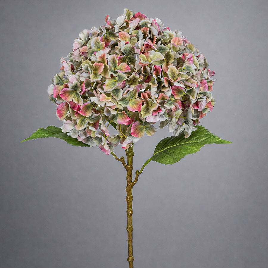 Színes árnyalatú mű hortenzia nagy virágfejjel szürke háttéren