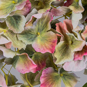 Óriás fejű mű hortenzia részletgazdag szirmai közelről