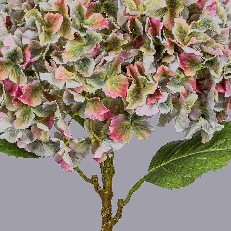 Hydrangea Giant mű hortenzia virágfej és levél részletekkel