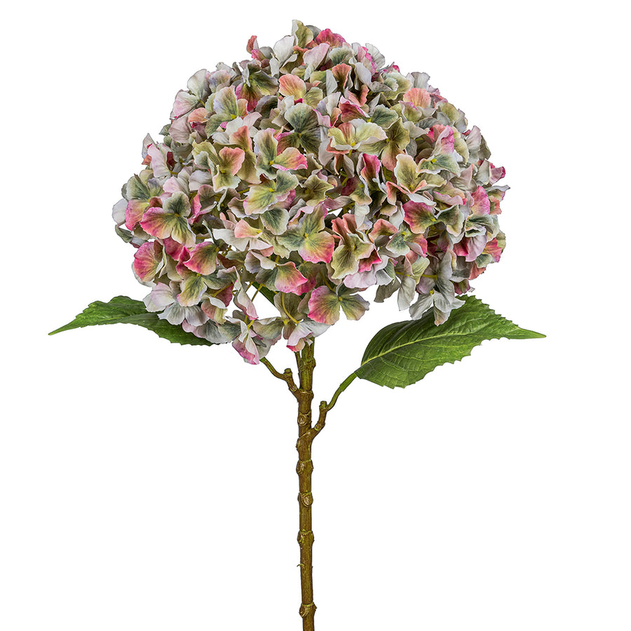 Hydrangea Giant óriás fejű mű hortenzia 73 cm fehér háttéren