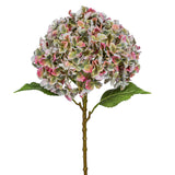 Hydrangea Giant óriás fejű mű hortenzia 73 cm fehér háttéren