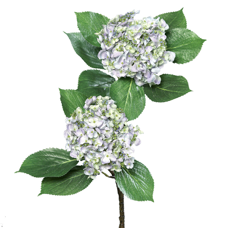 Halványlila mű hortenzia ág két dús virágfejjel és fényes zöld levelekkel, fehér háttérrel