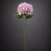 Pink mű hortenzia teljes szálas dekorvirág sötét háttér előtt