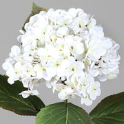 Krémszínű mű hortenzia.