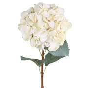 Gömb formájú krémszínű mű hortenzia zöld levelekkel, fehér háttérrel.