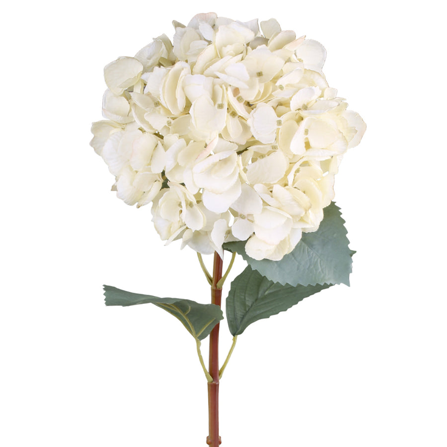 Gömb formájú krémszínű mű hortenzia zöld levelekkel, fehér háttérrel.